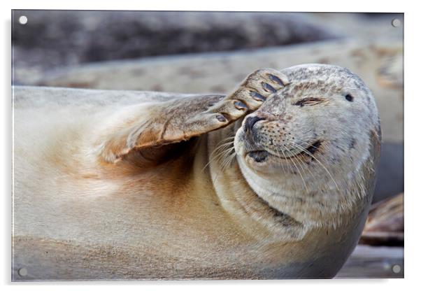 Harbour Seal Scratching Head Acrylic by Arterra 