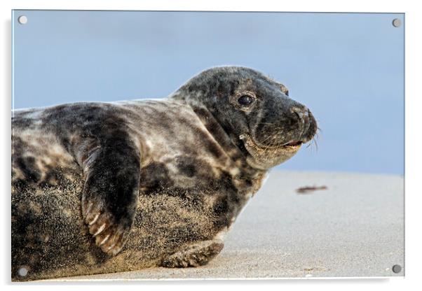 Grey Seal on the Beach Acrylic by Arterra 