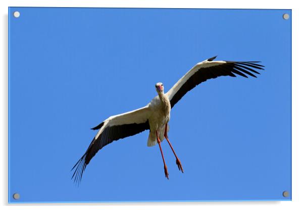 White Stork Landing Acrylic by Arterra 