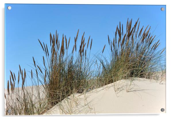 Marram Grass in the Dunes Acrylic by Arterra 