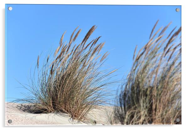 Marram Grass Acrylic by Arterra 