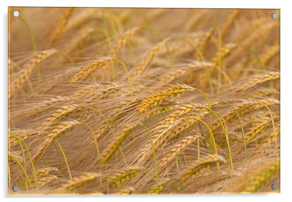 Barley Field Acrylic by Arterra 