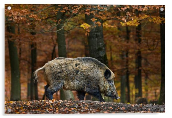 Wild Boar in Forest Acrylic by Arterra 