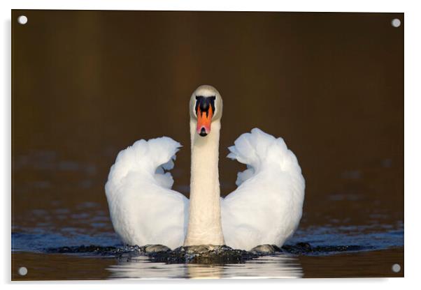 Mute Swan Acrylic by Arterra 