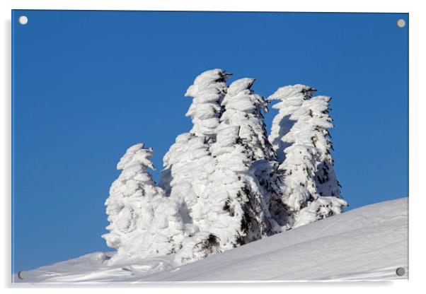 Snow Covered Spruce Trees Acrylic by Arterra 