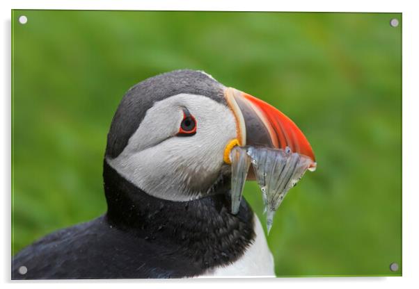 Atlantic Puffin with Sand Eels Acrylic by Arterra 