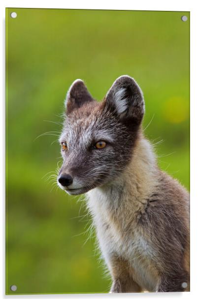 Arctic Fox  Acrylic by Arterra 