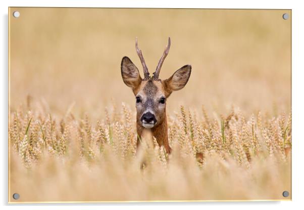 Roe Deer in Farmland Acrylic by Arterra 