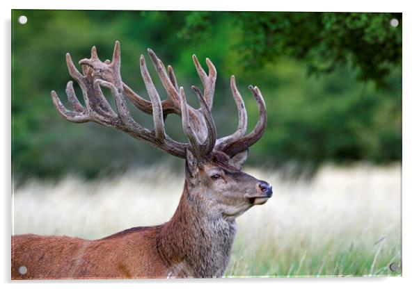 Red Deer Stag in Summer Acrylic by Arterra 