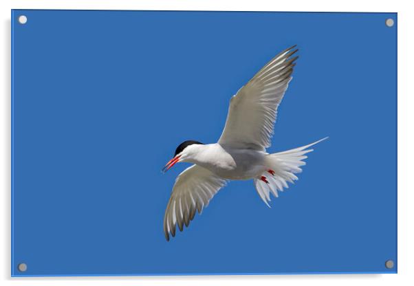 Common Tern in Flight Acrylic by Arterra 