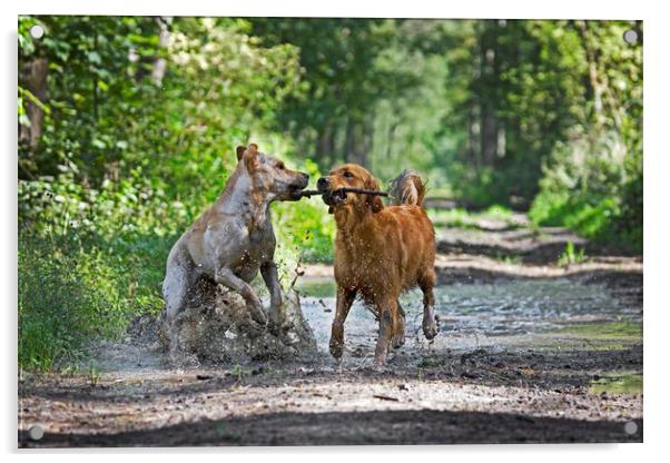Dogs Playing in the Mud Acrylic by Arterra 