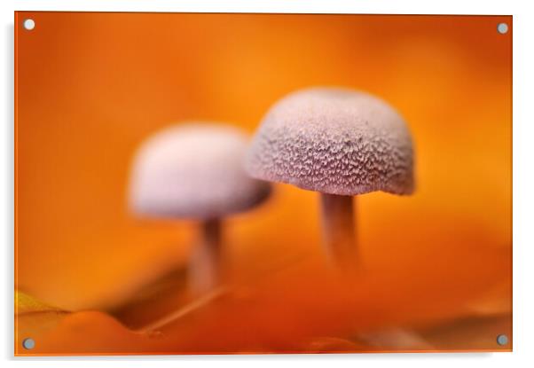 Mushrooms and Autumn Leaves Acrylic by Arterra 