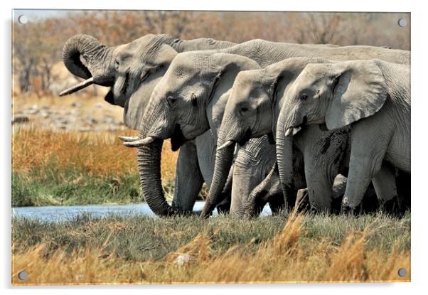 African Elephants at Waterhole Acrylic by Arterra 