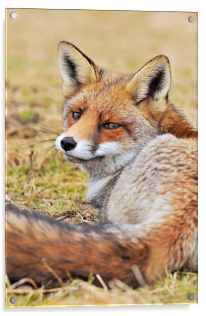 Red Fox Looking Behind Acrylic by Arterra 
