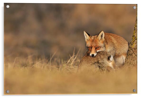 Red Fox with Rabbit Acrylic by Arterra 