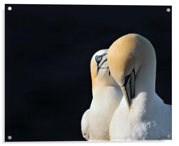 Courting Northern Gannet Acrylic by Arterra 