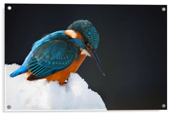 Kingfisher in Winter Acrylic by Arterra 