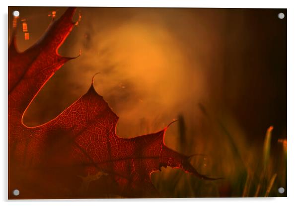 Autumn Leaf at Sunset Acrylic by Arterra 