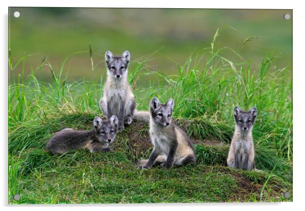Arctic Fox Cubs at Den Acrylic by Arterra 