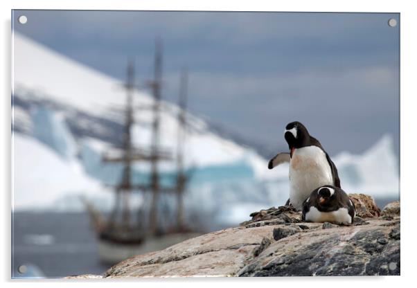 Gentoo Penguins and Tallship Acrylic by Arterra 