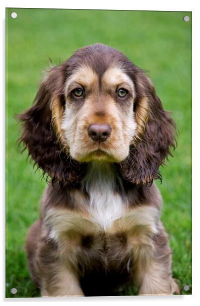 English Cocker Spaniel Pup in Garden Acrylic by Arterra 