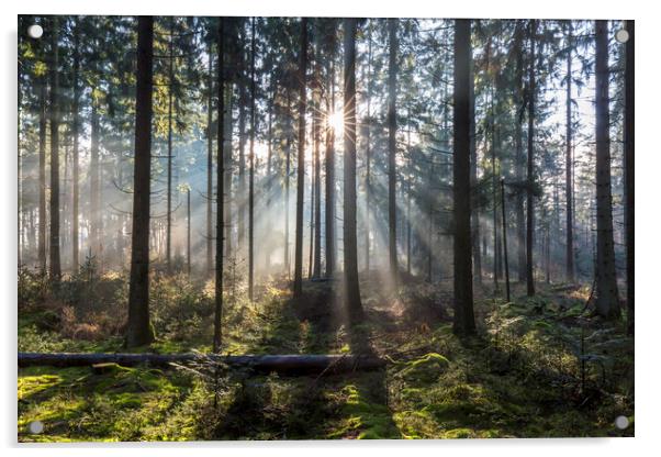 Sunrays Shining Through Misty Forest Acrylic by Arterra 