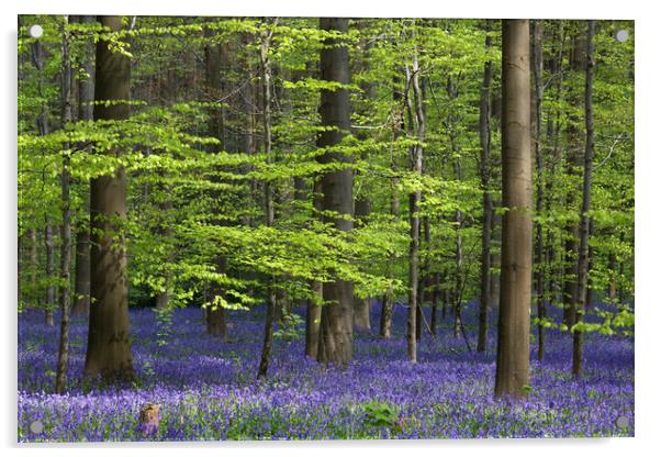 Bluebells in Beech Woodland Acrylic by Arterra 