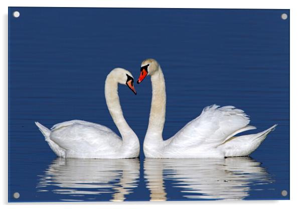 Mute Swan Pair Acrylic by Arterra 