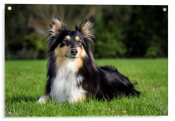 Shetland Sheepdog Acrylic by Arterra 