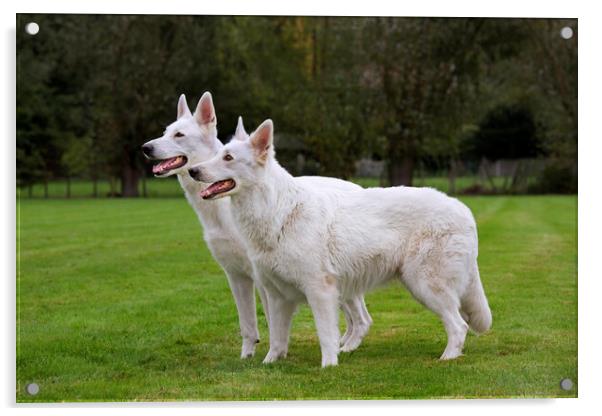 Two White Swiss Shepherd Dogs Acrylic by Arterra 