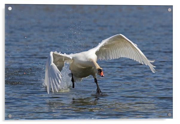 Mute Swan Taking Off Acrylic by Arterra 