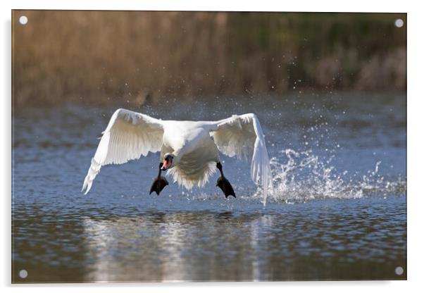 Swan Taking Off from Lake Acrylic by Arterra 