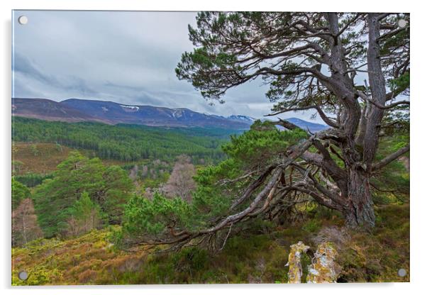 Old Scots Pine Tree in the Cairngorms Acrylic by Arterra 