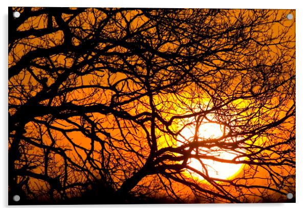 Silhouetted Tree Branches at Sunset Acrylic by Arterra 