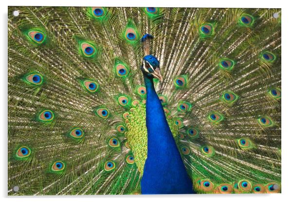 Peacock Acrylic by Arterra 