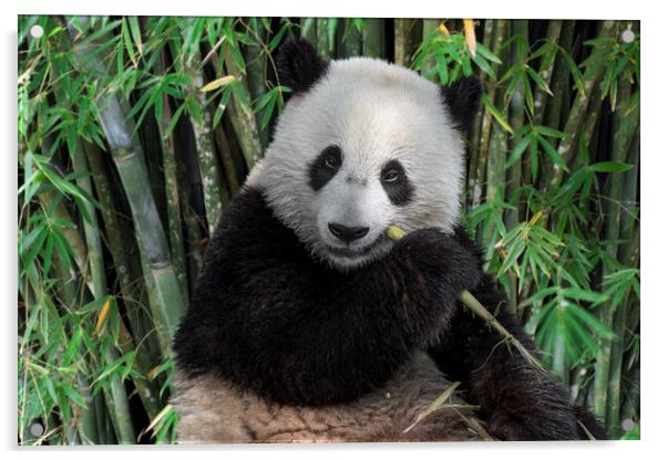 Giant Panda Eating Bamboo Acrylic by Arterra 