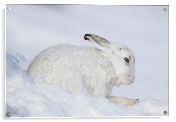 Mountain Hare in Winter, Scotland Acrylic by Arterra 