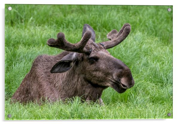 Moose Bull in Spring Acrylic by Arterra 