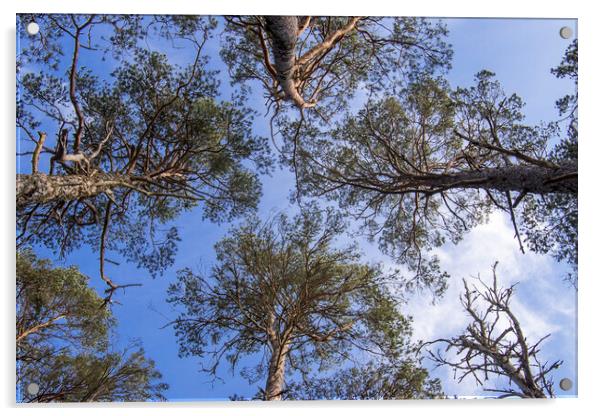 Scots Pine Trees Acrylic by Arterra 