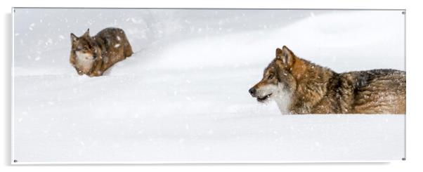 Two Grey Wolves in the Snow Acrylic by Arterra 