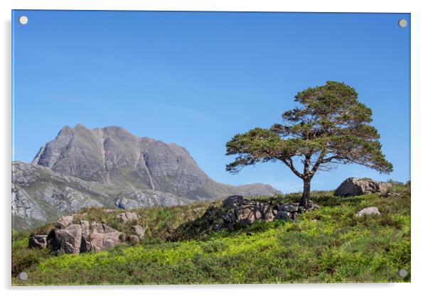 Slioch and Scots Pine Tree, Scotland Acrylic by Arterra 