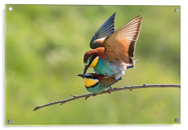 European Bee-eaters Mating Acrylic by Arterra 