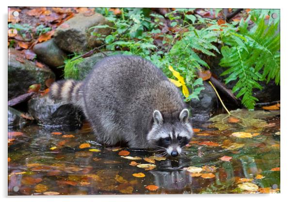 Raccoon Washing Food Acrylic by Arterra 