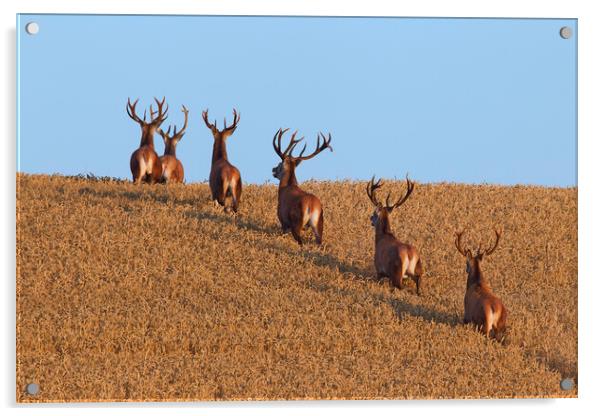 Herd of Red Deer Stags in Wheat Field Acrylic by Arterra 