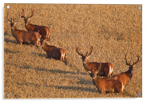 Herd of Red Deer Stags Acrylic by Arterra 