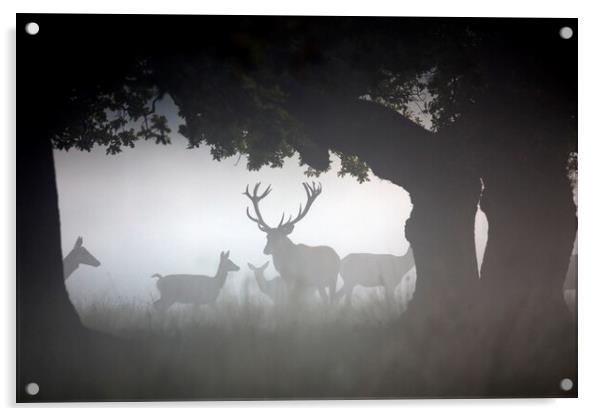 Red Deer Stag with Hinds in the Mist Acrylic by Arterra 