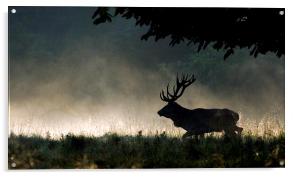 Red Deer Stag Running in the Mist Acrylic by Arterra 