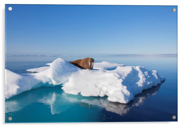 Walrus in the Arctic Sea, Svalbard Acrylic by Arterra 