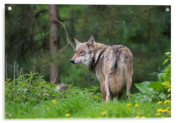 Wolf in Pine Forest Acrylic by Arterra 