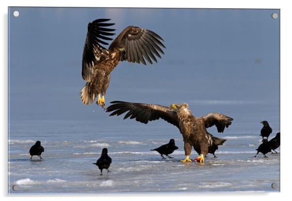White-Tailed Sea Eagle Fighting on Frozen Lake Acrylic by Arterra 